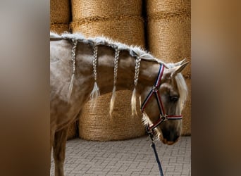 Palomino, Mare, 3 years, Palomino