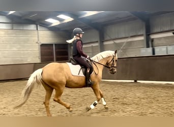 Palomino, Mare, 4 years, 14.3 hh, Palomino