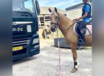 Palomino, Mare, 4 years, 14.3 hh, Palomino