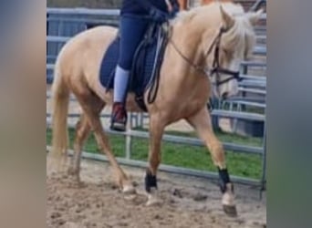 Palomino, Mare, 4 years, 14 hh, Palomino