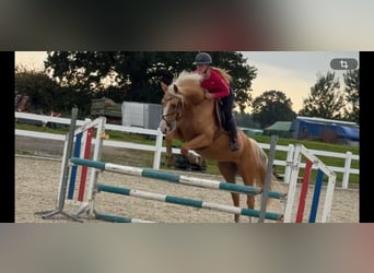 Palomino, Mare, 4 years, 15.3 hh, Palomino