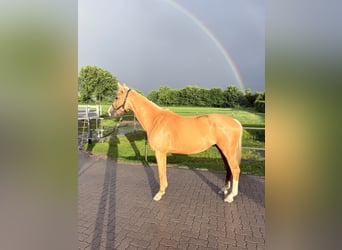 Palomino, Mare, 4 years, 15.3 hh, Palomino