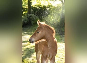 Palomino, Stute, 4 Jahre, 16,1 hh, Pearl