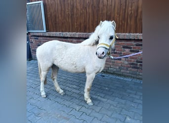 Palomino, Mare, 6 years, 11.1 hh, Palomino