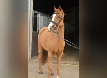 Palomino, Mare, 6 years, 14.1 hh, Chestnut-Red