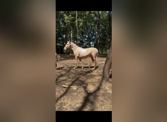 Palomino, Mare, 6 years, 18 hh, Perlino