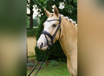 Palomino, Mare, 7 years, 13.3 hh, Palomino