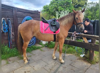 Palomino Mix, Mare, 7 years, 15.1 hh, Chestnut-Red