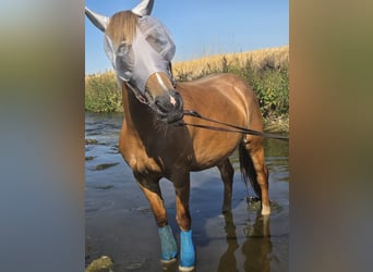 Palomino Mix, Mare, 7 years, 15.1 hh, Chestnut-Red