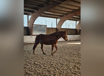 Palomino Mix, Mare, 7 years, 15.1 hh, Chestnut-Red