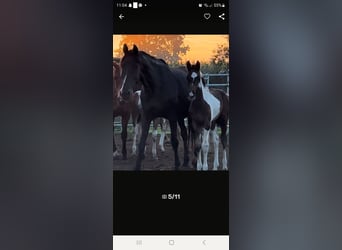 Palomino, Mare, Foal (01/2023), 13.1 hh
