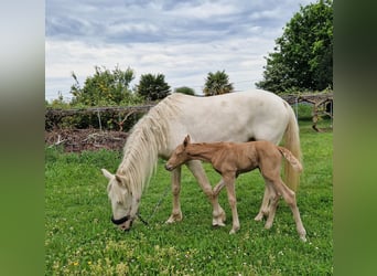 Palomino Mix, Mare, , 15,2 hh, Palomino