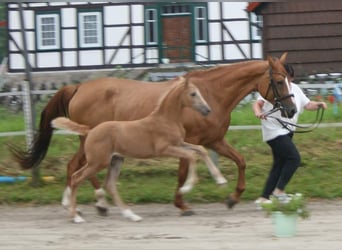 Palomino, Mare, Foal (06/2024), 16 hh, Palomino