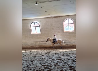 Palomino Mix, Merrie, 10 Jaar, 125 cm, Palomino
