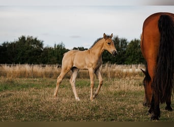 Palomino, Merrie, 1 Jaar, 157 cm, Buckskin