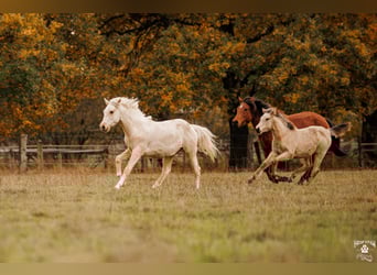 Palomino, Merrie, 2 Jaar, 157 cm, Palomino
