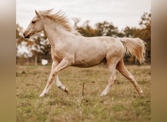 Palomino, Merrie, 2 Jaar, 157 cm, Palomino