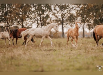 Palomino, Merrie, 2 Jaar, 157 cm, Palomino
