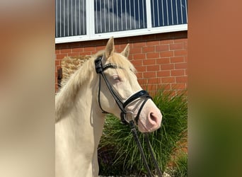 Palomino, Merrie, 3 Jaar, 141 cm, Palomino