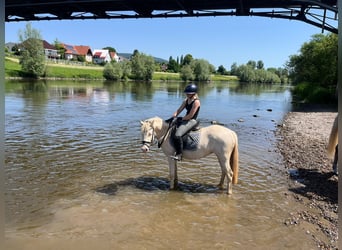 Palomino, Merrie, 3 Jaar, 141 cm, Palomino
