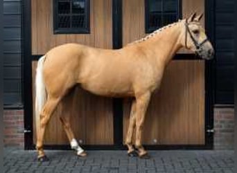 Palomino, Merrie, 3 Jaar, 146 cm, Palomino