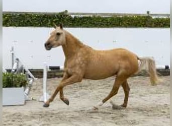 Palomino, Merrie, 3 Jaar, 146 cm, Palomino