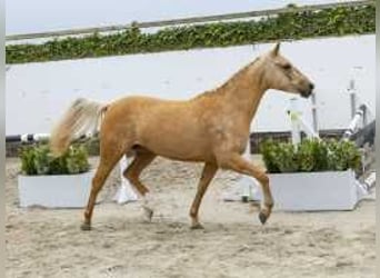 Palomino, Merrie, 3 Jaar, 146 cm, Palomino