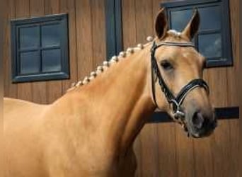 Palomino, Merrie, 3 Jaar, 146 cm, Palomino