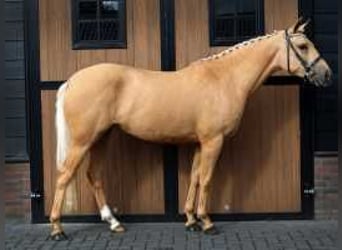 Palomino, Merrie, 3 Jaar, 146 cm, Palomino