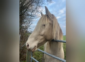 Palomino, Merrie, 3 Jaar, 148 cm, Champagne