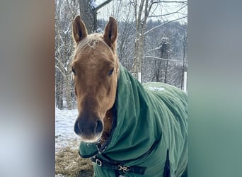 Palomino, Merrie, 3 Jaar, 152 cm, Palomino