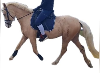 Palomino, Merrie, 4 Jaar, 144 cm, Palomino