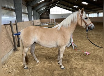 Palomino, Merrie, 4 Jaar, 145 cm, Palomino
