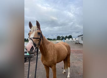 Palomino, Merrie, 4 Jaar, 162 cm, Palomino