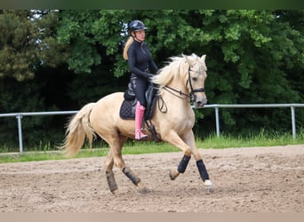 Palomino, Merrie, 5 Jaar, 162 cm, Palomino