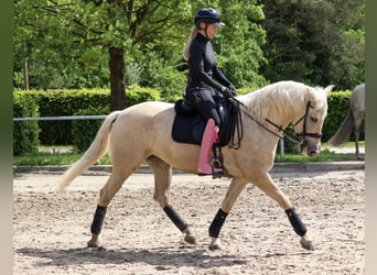Palomino, Merrie, 5 Jaar, 162 cm, Palomino