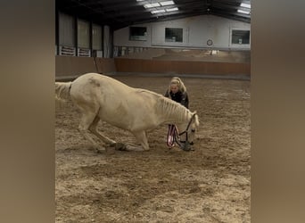 Palomino, Merrie, 5 Jaar, 162 cm, Palomino
