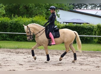 Palomino, Merrie, 5 Jaar, 162 cm, Palomino