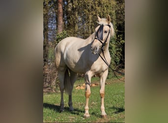 Palomino, Merrie, 5 Jaar, 162 cm, Palomino