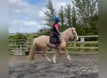 Palomino, Merrie, 5 Jaar, Palomino