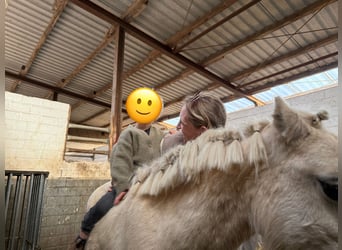 Palomino, Merrie, 6 Jaar, 115 cm, Palomino
