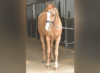 Palomino, Merrie, 6 Jaar, 145 cm, Vos