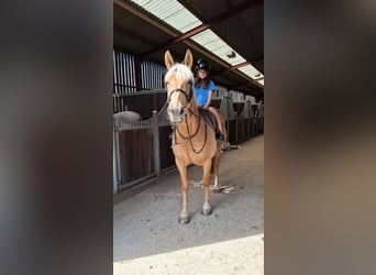 Palomino, Merrie, 6 Jaar, 152 cm, Palomino
