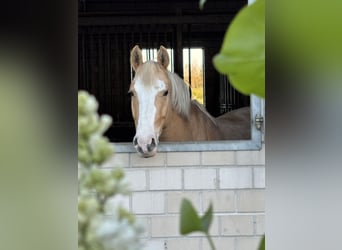 Palomino, Merrie, 7 Jaar, 142 cm, Palomino