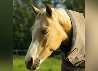 Palomino, Merrie, 8 Jaar, 148 cm, Palomino