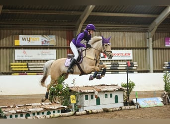 Palomino, Merrie, 9 Jaar, 148 cm, Palomino