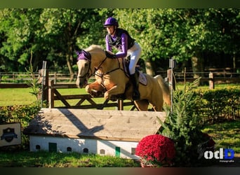 Palomino, Merrie, 9 Jaar, 148 cm, Palomino