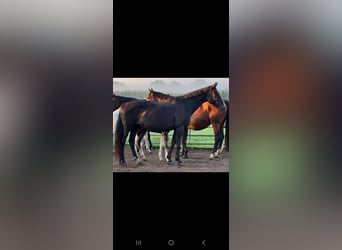 Palomino, Merrie, veulen (01/2023), 135 cm