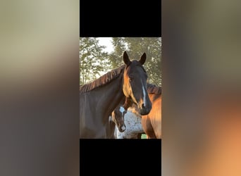 Palomino, Merrie, veulen (01/2023), 135 cm