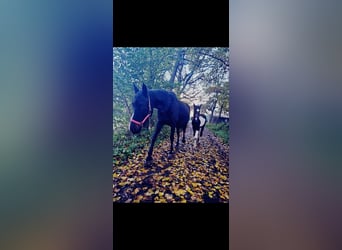 Palomino, Merrie, veulen (01/2023), 135 cm